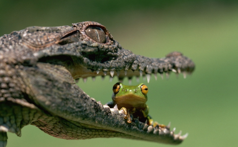animal mouth, crocodile, no people, animal, mouth, day, warning sign, eating, animal eye, animal scale, dangerious, frog, one animal, mouth open, eating frog