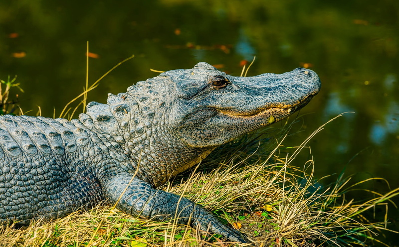 swamp, no people, reptile, water, selective, animals hunting, lake, animals in the wild, animal, hdr, focus, nature, danger, 1080P, river, crocodile, bank