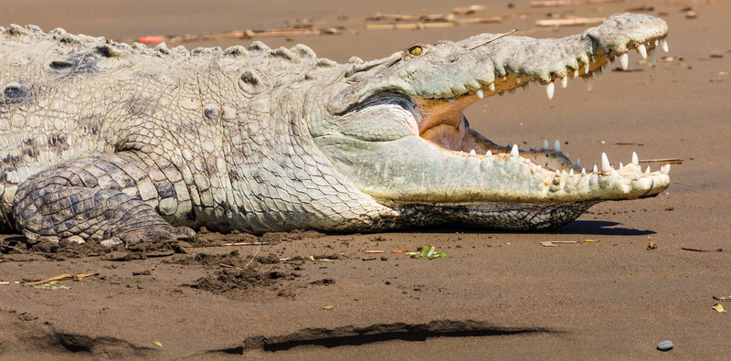 sea, animal wildlife, crocodile, animal teeth, green, vertebrate, animals in the wild, reptile, panther, outdoors, sand, lizard, one animal, costa rica