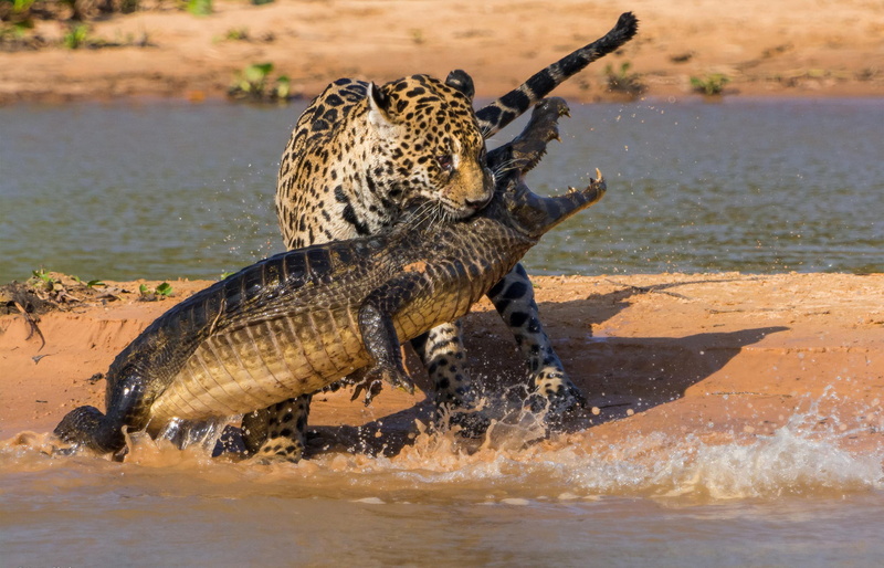 1080P, crocodile, hunting, South America, battle, Jaguar