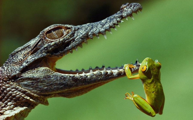 1080P, Crocodile, Frog