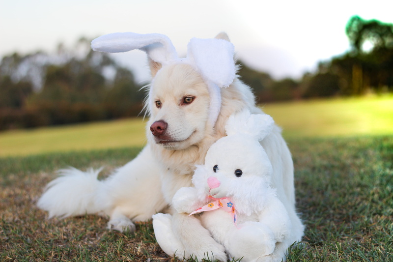 white, summer, happiness, grass, sitting, young Animal, animal, meadow, plant, animal themes, cheerful, dogs, day, fun, portrait, toy, domestic Animals