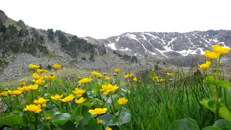 land, springtime, landscape, daffodil, midi-pyrenees, flowering plant, holiday, flower, outdoors, mountain range, field, environment, flowers, flower head