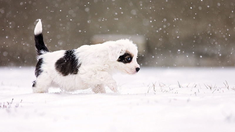 one animal, motion, domestic animal, no people, toy dog, snowing, cold temperature, animal themes, pets, small, canine, person, domestic animals, border collie