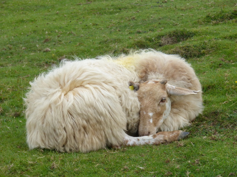 herbivorous, ferns, sheep, greenery, domestic, pastures, green color, day, animal, plant, animal hair, grass, one animal, no people, pyrenees, domestic animals