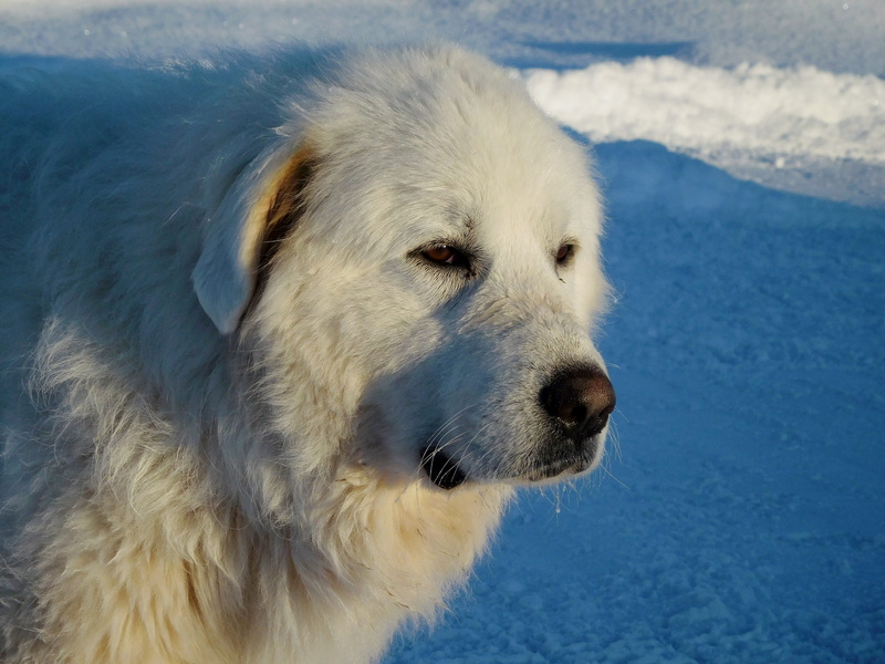 animal head, animal, photo, pyrenees, close-up, purebred, animal themes, focus, snow, huge, one animal, great pyrenees, profile view, pets, adult, sheepdog