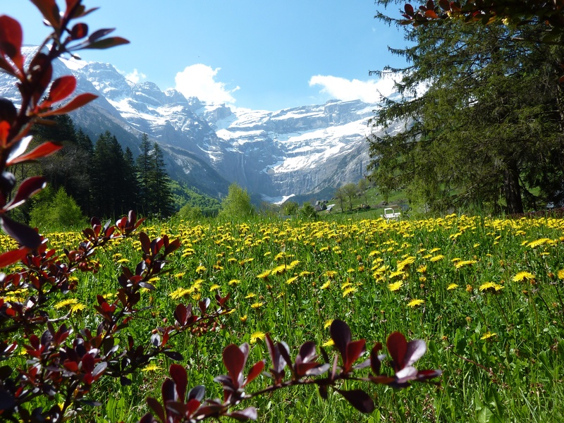 summer, mountain, tranquility, flower, sky, gavarnie, land, landscape, flower meadow, field, plant, day, nature, growth, freshness, scenics - nature, no people