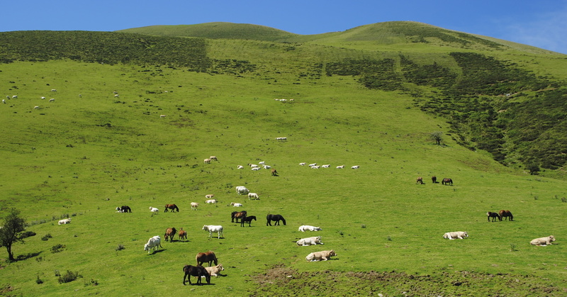 land, environment, navarre, no people, grass, sheep, field, 2K, mammal, green Color, herd, nature, large group of animals, rural Scene, outdoors, hill