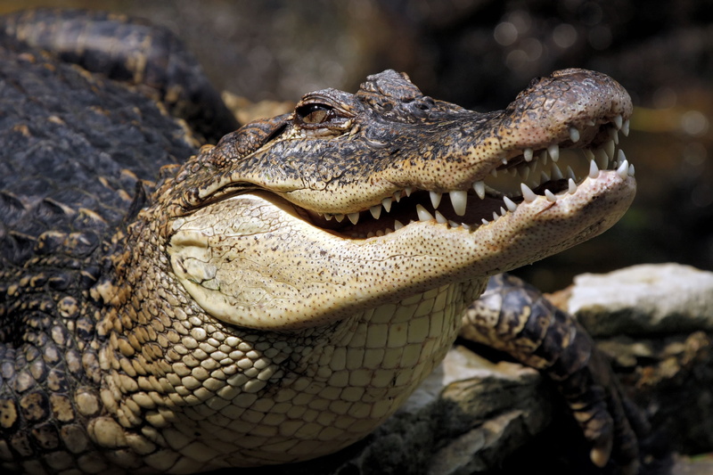 sign, danger, animal Teeth, beige, no people, 4K, animal wildlife, zoo, crocodile, animal Skin, profile view, communication, brown, focus on foreground