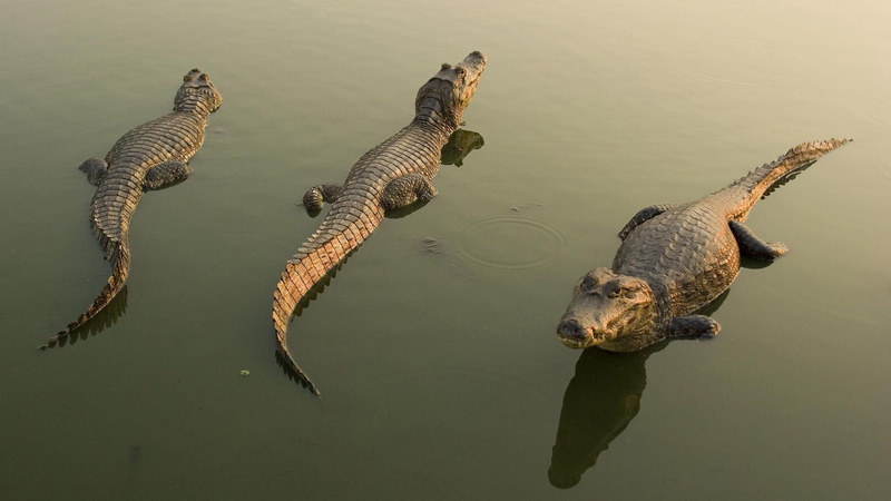 animal Skin, danger, alligator, mouth open, 1080P, crocodiles, animal themes, reflection, river, waterfront, wildlife, high angle view, carnivore, day
