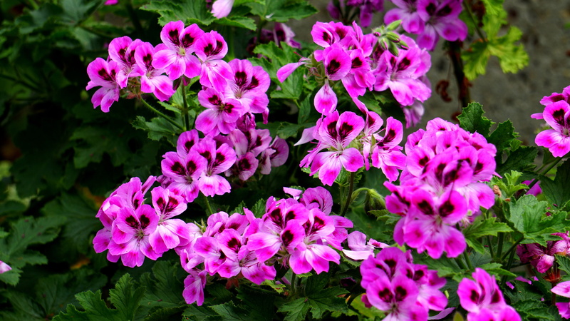 beauty in nature, growth, flowers, flower, pink color, lilac, botany, springtime, nature, plant part, mobiles, flower arrangement, softness