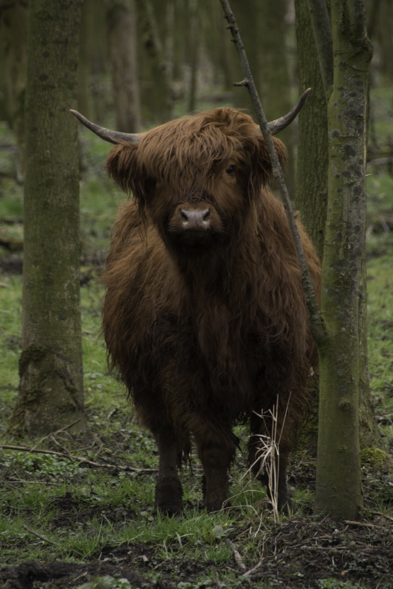field, scottish highlanders, no people, livestock, animal wildlife, outdoors, cattle, domestic animals, tree, scottish, mammal, herbivorous, domestic, pets