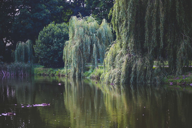 bright, light, garden, forest, non-urban scene, scenics - nature, idyllic, tranquil scene, outdoors, riverside, tree, pond, leaf, day, green, color, travel