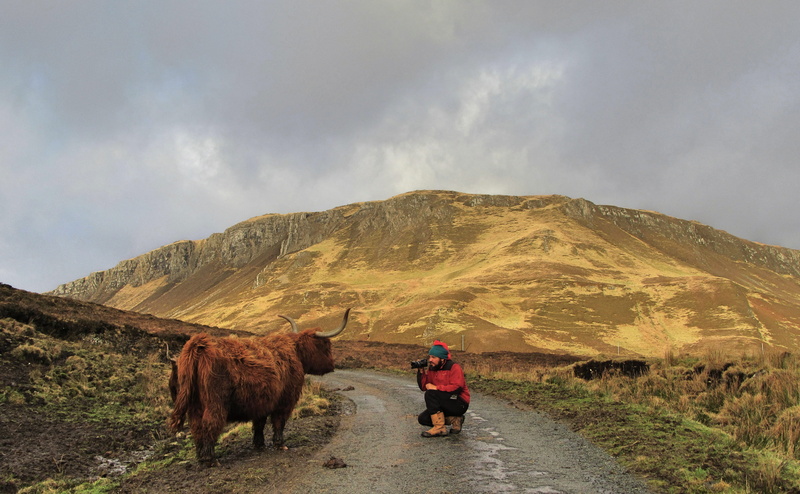 day, 5K, leisure activity, cloud - sky, mammal, highlands, one animal, nature, people, mountain range, united kingdom, sky, herbivorous, domestic animals