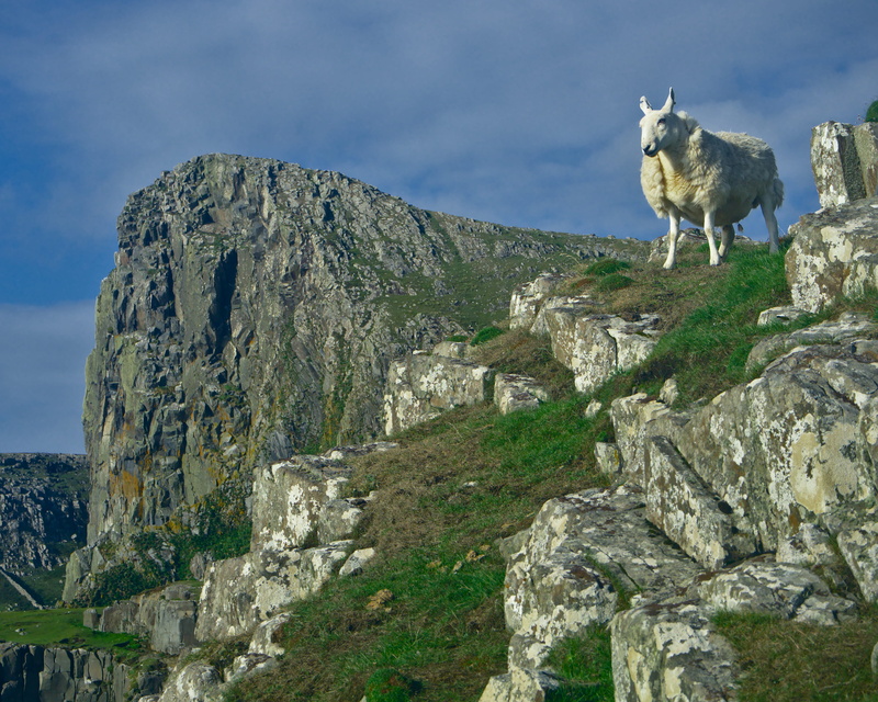 livestock, day, rock, sheep, pets, beauty in nature, mountain, rocks, nature, animal wildlife, solid, neist point lighthouse, isle of skye, animal themes