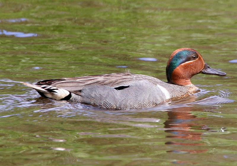 animal wildlife, colorful, nature, winged, one animal, animal body part, feather, waterfront, water Bird, beak, animal, animal themes, duck, animals In The Wild
