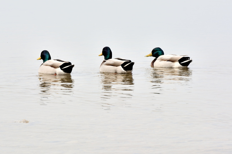 threesome, water, wildlife, wild duck, feather, mallard, ducks, reflection, animal, animals in the wild, duck, group of animals, mallards, swimming Animal