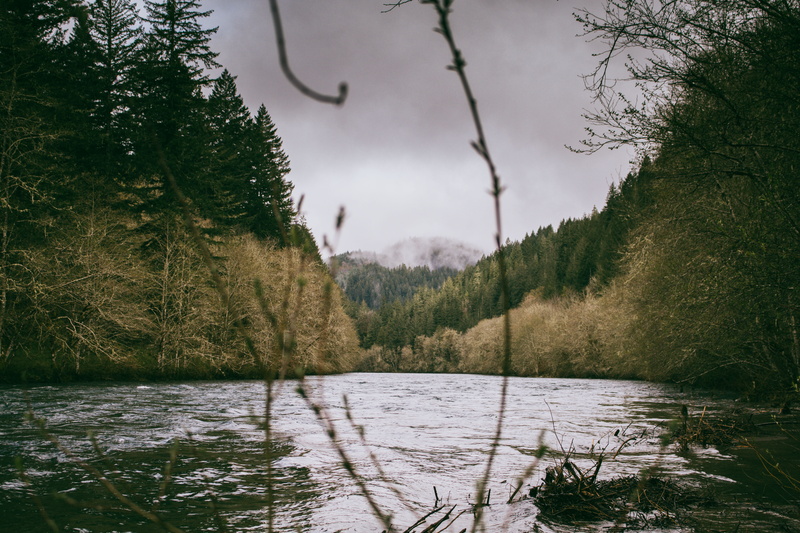 growth, scenics - nature, cloud - sky, river, northwest, green color, flowing water, water, forest, mountians, land, portland, fog, outdoors, sky, tranquil scene