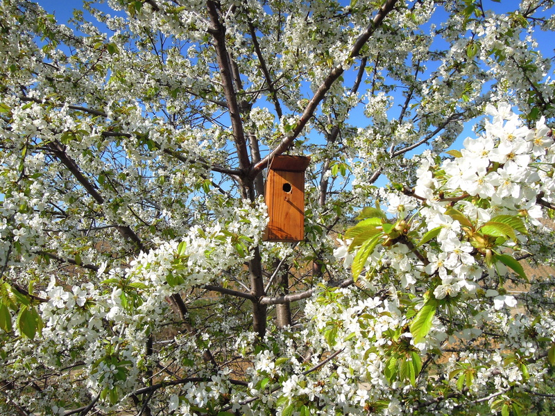 odu, beauty in nature, fragility, sunlight, hanging, tree, low angle view, flowering plant, no people, blossom, bird house, birds lair, plant, white, flower