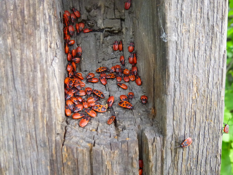 beetle, 4K, tree trunk, tree lair, orange color, organic, fence, brown, textured, plant, dry, rusty, trunk, nature, weathered, door, red, outdoors, no people