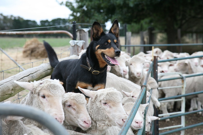 Dogs, Australian Kelpie, Dog, Kelpie, 1080P