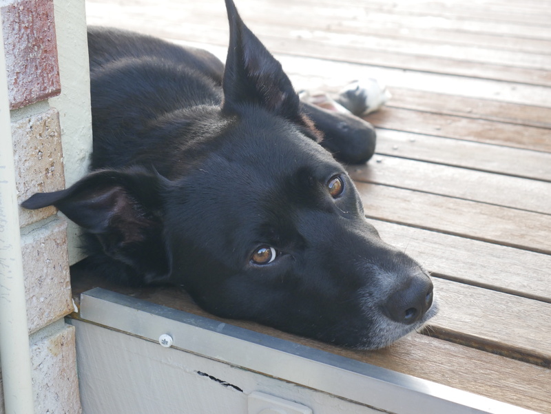 sweet, vertebrate, face, adorable, cute, looking, doggy, resting, day, pet, relaxation, canine, animal head, 4K, domestic animals, black color, animal