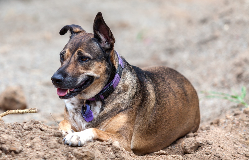 pets, looking away, mouth open, no people, facial expression, 4K, day, looking, dog, domestic animals, purebred dog, animal, canine, townsville rescue dog