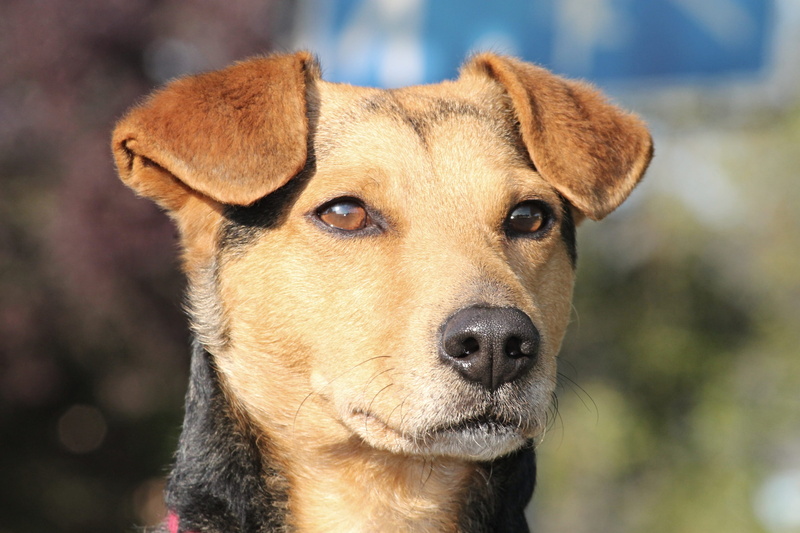 hundeportrait, pet, mammal, black and tan, one animal, canine, animal themes, purebred dog, domestic animals, domestic, focus on foreground, no people