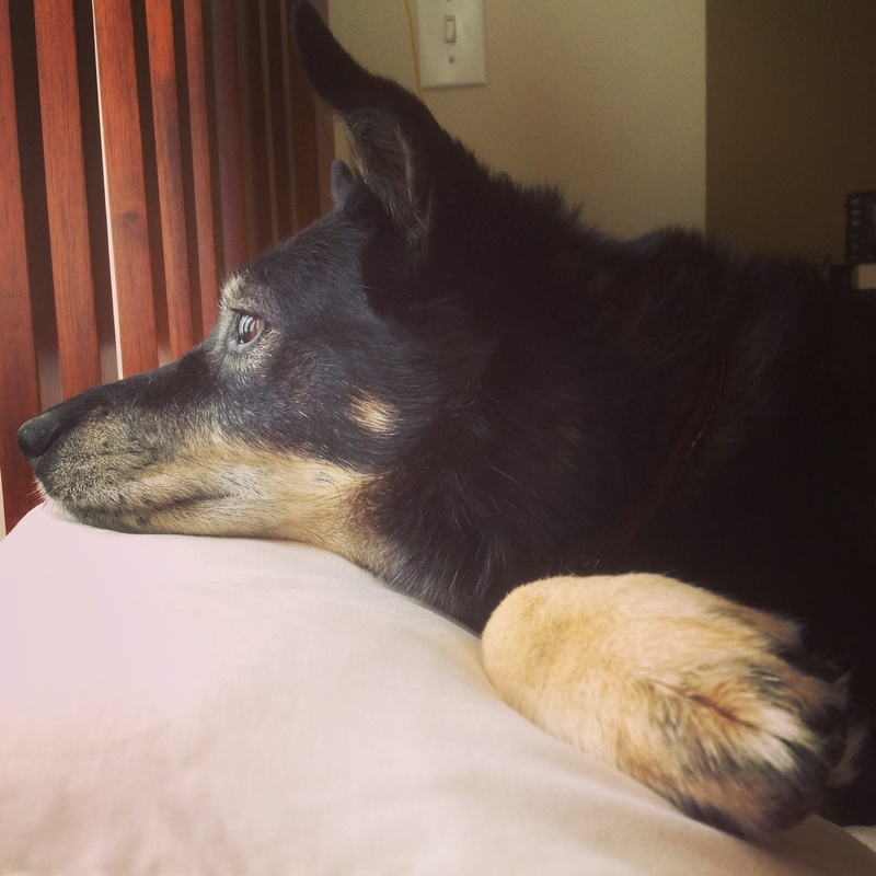 animal themes, australian, napping, face, Dog, portrait, fur, canine, watchful, domestic animals, pets, muzzle, relax, cute, animal, Pet, resting, looking away