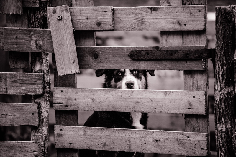 wood - material, one animal, blur, domestic animals, adult, canine, vertebrate, animal wildlife, monochrome, barrier, peeking, mammal, animal head, wooden