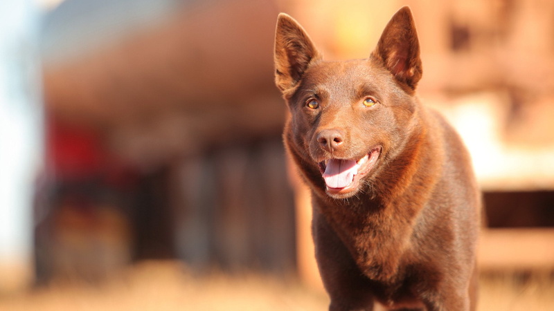 Kelpie, 1080P, Red Dog, Dog, Movie, Koko
