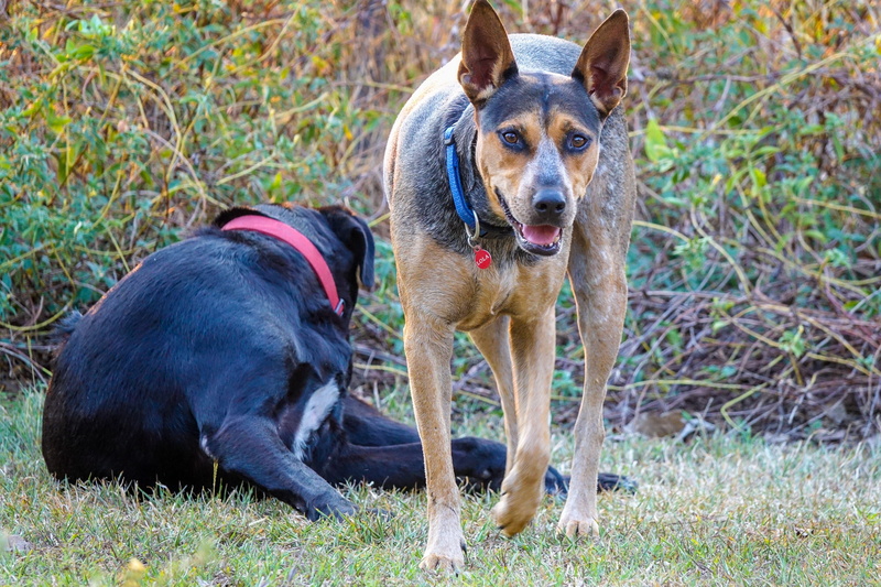 outback, nature, plant, animal, land, purebred dog, australia, animal themes, one animal, mammal, cattle dog, 4K, portrait, vertebrate, domestic, looking at camera