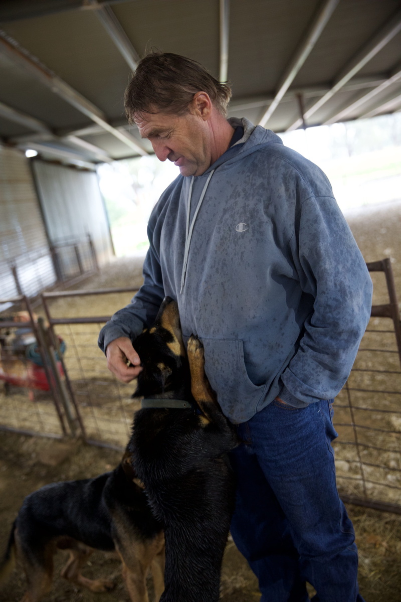 working dog, mammal, domestic animals, people, real people, casual clothing, kelpie, one person, domestic, males, three quarter length, pet owner, mature men
