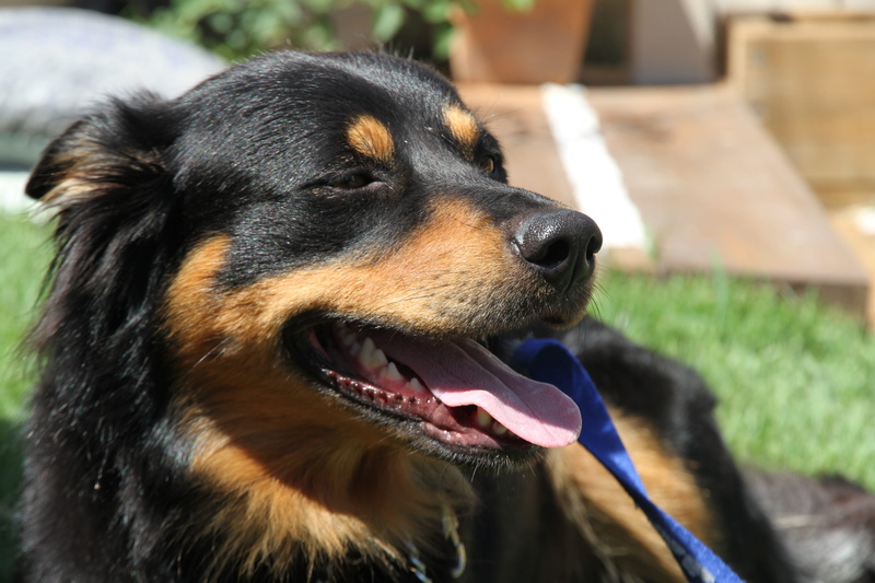 looking away, Canine, mammal, kelpie, Dog, animal tongue, Animal, adorable, snout, outdoors, friend, focus on foreground, Border Collie, vertebrate, one animal