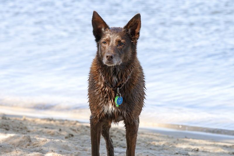 mammal, pets, dog, beach, nature, portrait, kelpie, working, canine, wet, australia, vertebrate, blur, water, land, looking at camera, animal, sea, animal themes