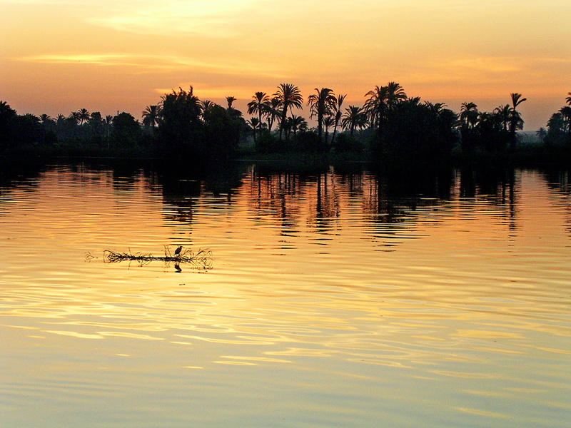 group of animals, orange color, Egypt, silhouette, beauty in nature, outdoors, sky, water, africa, reflection, green, plant, tranquility, scenics - nature