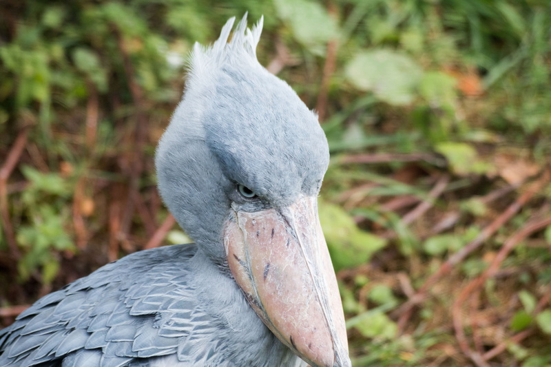 5K, close-up, animal eye, bird, beak, feather, animal wildlife, focus on foreground, animal body part, nature, outdoors, animals, blue bird, one animal