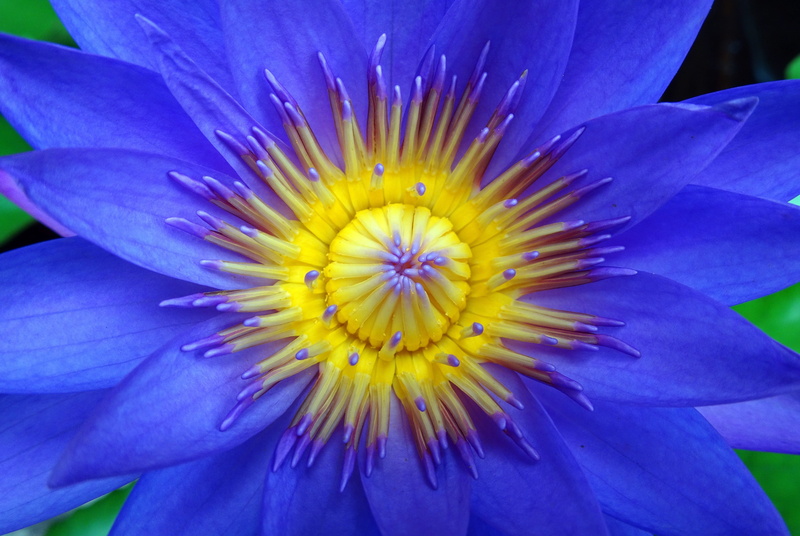 flowering plant, growth, freshness, flower, botany, blossom, water, oriental, nymphaea nouchali, macro, viviparous, nymphaea cyanea, flora, day-blooming