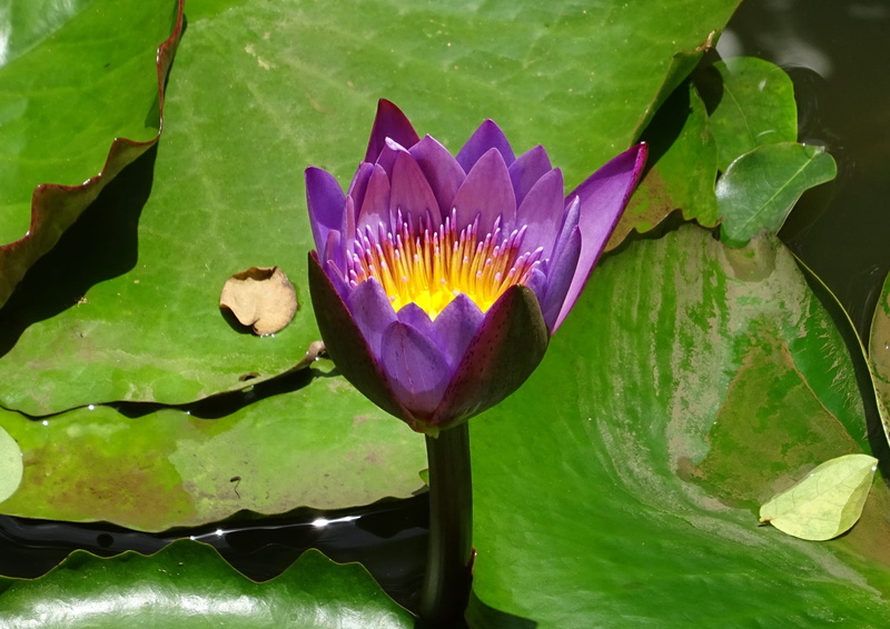 india, leaf, dharwad, botany, aquatic, flower, karnataka, flora, flower head, nymphaeaceae, fragility, bloom, inflorescence, green color, nymphaea edgeworthii