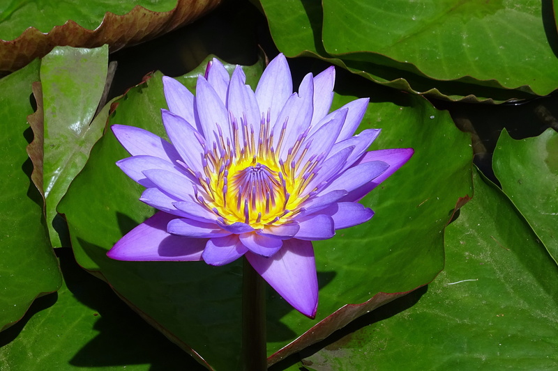 lotus, growth, beauty in nature, fragility, viviparous, waterlily, petal, tropical, freshness, floating on water, water lily, nymphaeaceae, india, nymphaea cyanea