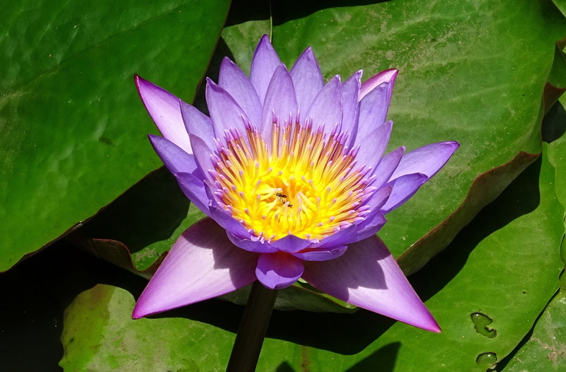 dharwad, flower, plant part, nymphaea tina, leaf, beauty in nature, neelkamal, flora, freshness, fragility, blossom, vulnerability, leaves, petal, nymphaea stellata