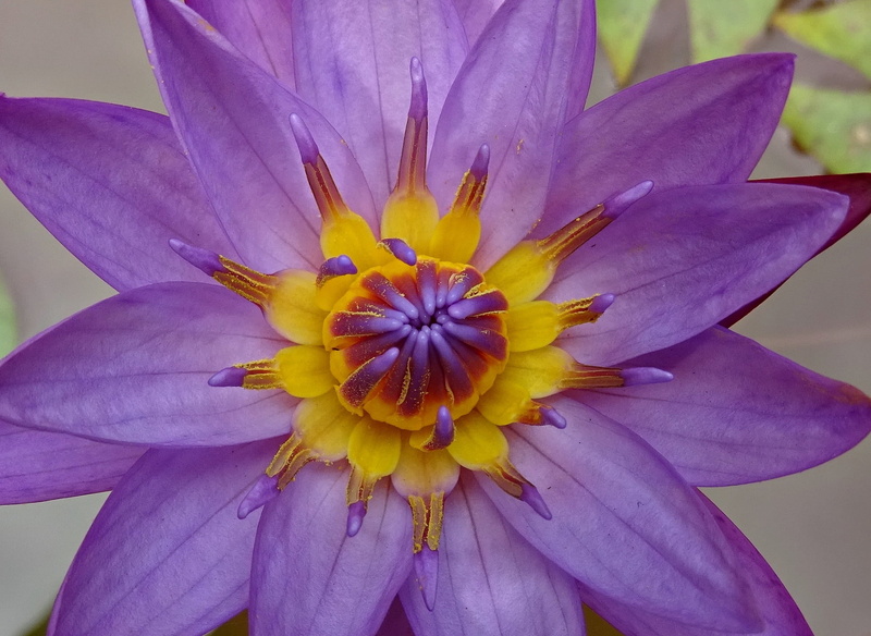 1080P, nymphaea tina, viviparous, pollen, india, blossom, beauty in nature, flower, dharwad, nymphaea cyanea, plant, close-up, nymphaeaceae, no people