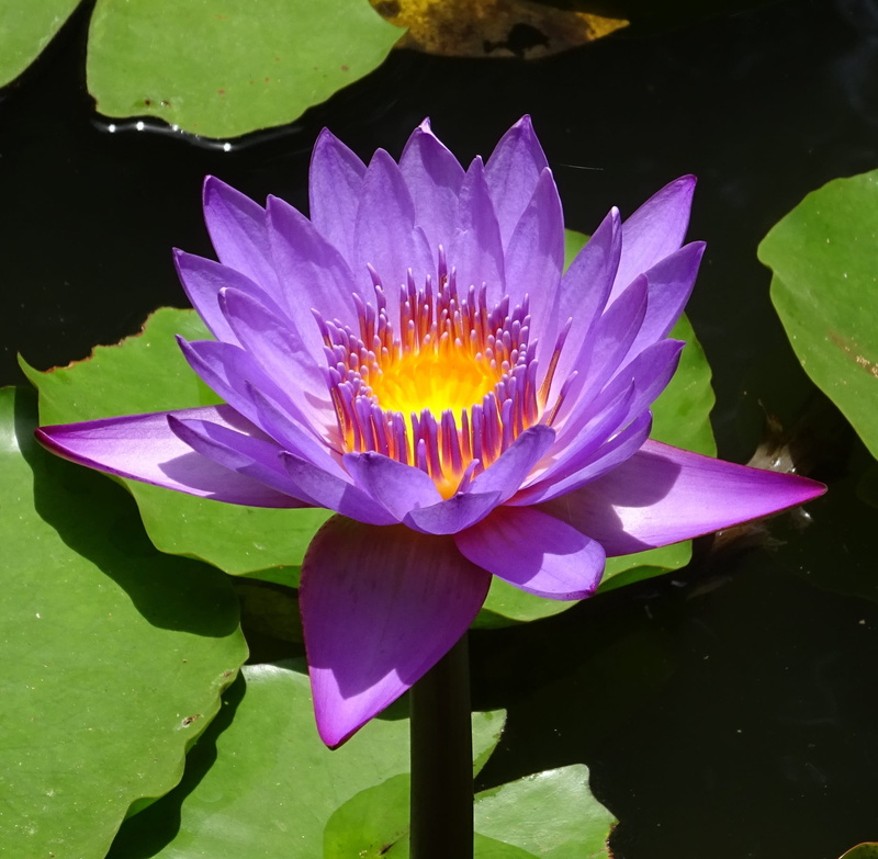 floating on water, nymphaea cyanea, nymphaea tina, karnataka, springtime, lily, water, aquatic, nymphaeaceae, dharwad, growth, viviparous, 1080P, blue water lily