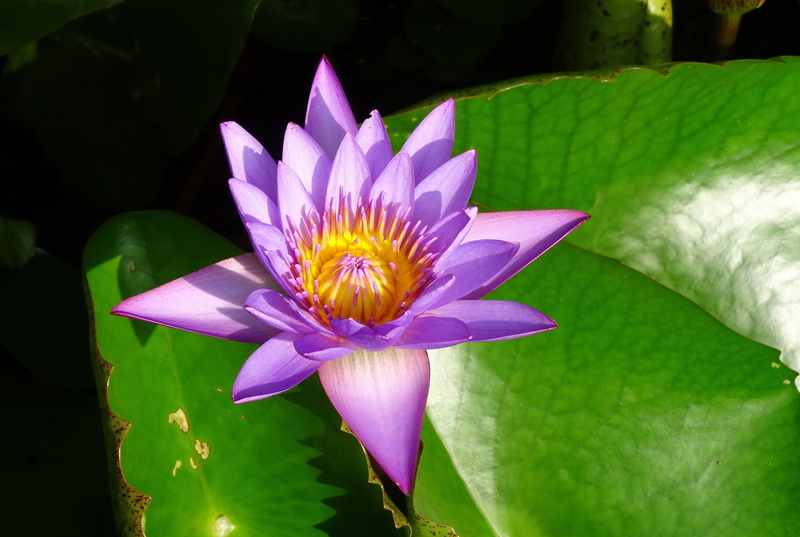 day-blooming, aquatic, lily, fragility, nymphaea nouchali, waterlily, floating on water, purple, tropical, water, nymphaeaceae, close-up, neelkamal, lotus water lily