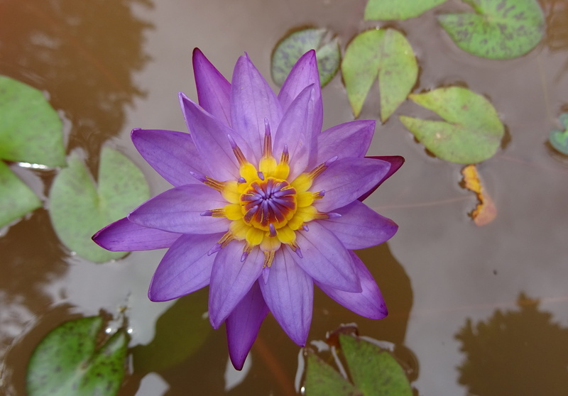 lotus, flower, petal, pond, inflorescence, growth, flora, blue water lily, no people, nymphaea cyanea, nymphaea stellata, flower head, nymphaea nouchali