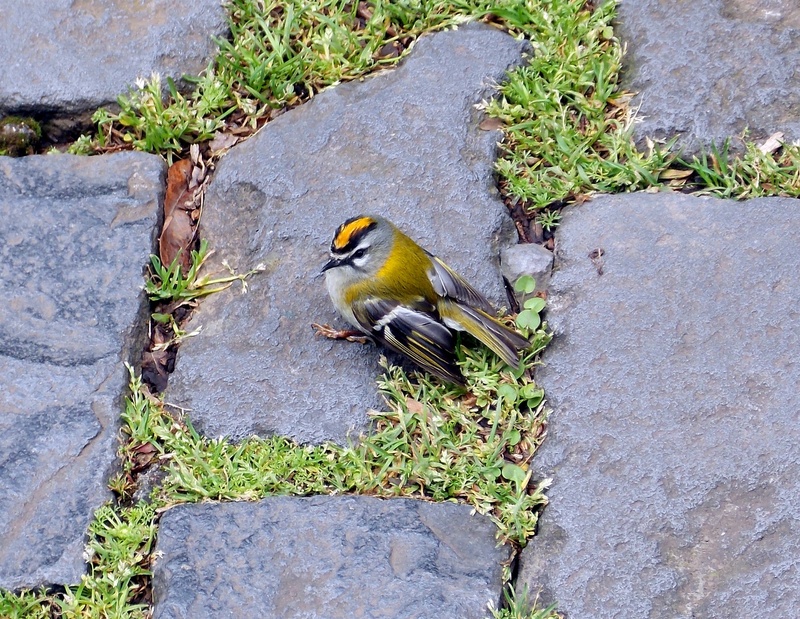full length, perching, away, animal, exhausted, tired, outdoors, nature, rock, vertebrate, no people, rock - object, flugtier, break, animals in the wild