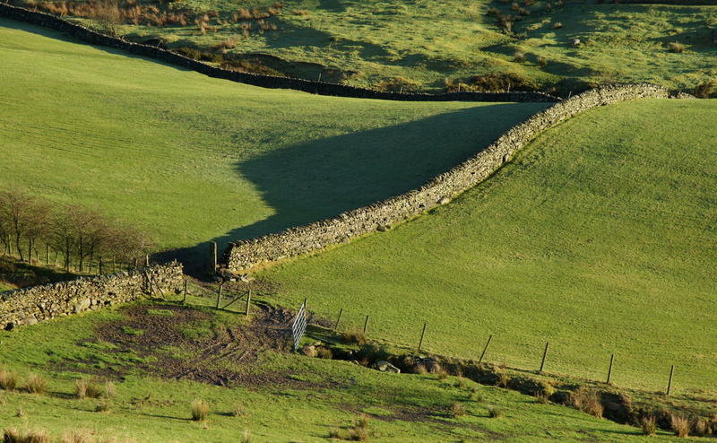 walls, pets, unitedkingdom, domestic, field, England, grass, Nature, no people, green, land, green color, outdoors, 4K, livestock, agriculture, selside
