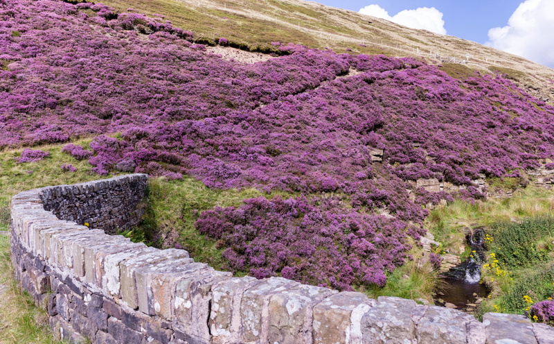 growth, England, scenics - nature, 5K, moors, Rocks, Nature, Mountain, heather, springtime, moor, RockFence, CallunaVulgaris, cherry blossom, vulgaris
