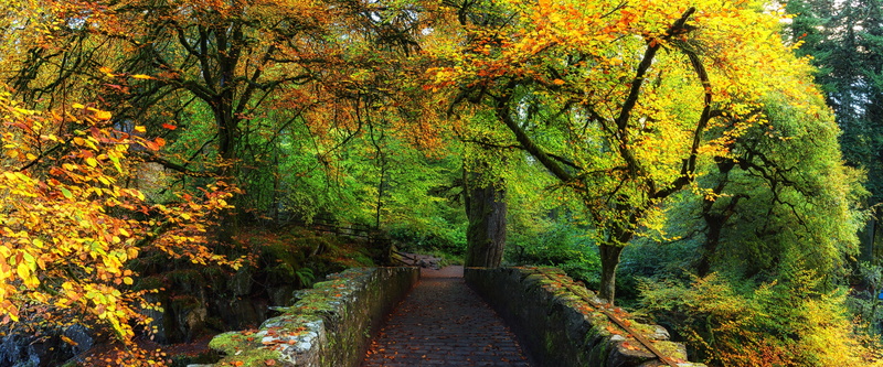 beauty in nature, tree canopy, Scenery, land, photo, Braan, Colours, Scotland, scenics - nature, growth, Travel, perthshire, Beautiful, Outdoor, Dunkeld