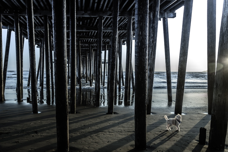 pismo, animals, land, horizon, tide, architecture, beach, architectural column, outdoors, california, coast, wood - material, horizon over water, 4K, sea